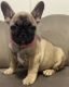 French Bulldog Puppies for sale in Queens, NY, USA. price: $3,500