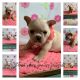 French Bulldog Puppies for sale in Buchanan, GA, USA. price: $5,000