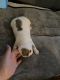 French Bulldog Puppies for sale in Louisville, KY, USA. price: $2,500