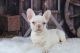 French Bulldog Puppies for sale in Suffolk County, NY, USA. price: $4,000