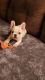 French Bulldog Puppies for sale in Bethlehem, PA, USA. price: $3,200