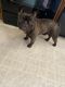 French Bulldog Puppies for sale in Finlayson, MN 55735, USA. price: NA