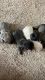 French Bulldog Puppies for sale in Oklahoma City, OK, USA. price: NA