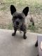 French Bulldog Puppies for sale in Blue Ridge, TX, USA. price: NA