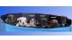 French Bulldog Puppies for sale in Boston, MA, USA. price: $4,500
