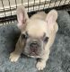 French Bulldog Puppies for sale in Montgomery, TX 77356, USA. price: NA