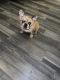 French Bulldog Puppies for sale in Greensboro, NC, USA. price: $5,500
