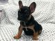 French Bulldog Puppies for sale in Brockton, MA, USA. price: $3,500