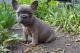 French Bulldog Puppies for sale in Ossipee, NH, USA. price: $4,500