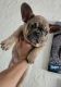 French Bulldog Puppies for sale in Huntington Park, CA 90255, USA. price: $2,500