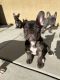 French Bulldog Puppies for sale in Beaumont, CA, USA. price: $2,500
