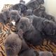 French Bulldog Puppies for sale in Reno, NV, USA. price: $2,500