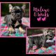 French Bulldog Puppies for sale in Wolf Creek, OR 97497, USA. price: NA