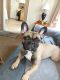 French Bulldog Puppies for sale in Meriden, CT, USA. price: $1,500