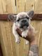 French Bulldog Puppies for sale in Escondido, CA, USA. price: $6,500