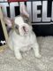French Bulldog Puppies for sale in Missouri City, TX 77489, USA. price: NA