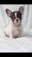 French Bulldog Puppies for sale in Lynwood, CA, USA. price: $2,500