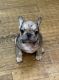 French Bulldog Puppies for sale in Blairsville, GA 30512, USA. price: $4,500
