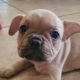 French Bulldog Puppies for sale in Kapolei, HI, USA. price: $4,000