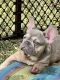French Bulldog Puppies for sale in Jensen Beach, FL 34957, USA. price: NA