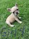 French Bulldog Puppies for sale in McKinney, TX, USA. price: $2,000