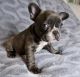 French Bulldog Puppies for sale in Boston, MA, USA. price: $4,000