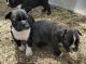 French Bulldog Puppies for sale in Hugo, CO, USA. price: $1,000