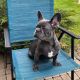 French Bulldog Puppies for sale in Milwaukee, WI, USA. price: $3,500