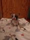 French Bulldog Puppies for sale in Greenwich, OH 44837, USA. price: $2,600