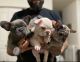 French Bulldog Puppies for sale in Manila, Metro Manila, Philippines. price: 10000 PHP