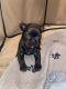 French Bulldog Puppies for sale in Amarillo, TX, USA. price: NA