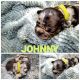French Bulldog Puppies for sale in Mohave Valley, AZ 86440, USA. price: $4,000