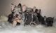 French Bulldog Puppies for sale in Hesperia, CA 92345, USA. price: $2,500