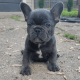 French Bulldog Puppies for sale in Macomb, MI 48042, USA. price: NA