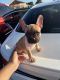 French Bulldog Puppies for sale in Mesquite, TX, USA. price: $6,500