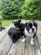French Bulldog Puppies for sale in Waterford Twp, MI, USA. price: $900