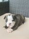 French Bulldog Puppies for sale in Burlington, NC, USA. price: $4,000