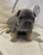 French Bulldog Puppies for sale in Shippensburg, PA 17257, USA. price: $2,800