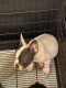 French Bulldog Puppies for sale in Middletown, NY 10940, USA. price: $3,000