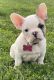French Bulldog Puppies for sale in Roanoke, VA, USA. price: $5,500
