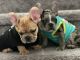 French Bulldog Puppies for sale in Colton, CA 92324, USA. price: $3,000