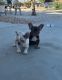 French Bulldog Puppies for sale in Hesperia, CA, USA. price: $3,800