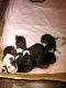 French Bulldog Puppies for sale in Afton, VA 22920, USA. price: $2,000