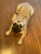 French Bulldog Puppies for sale in Lawrenceville, GA 30043, USA. price: $4,000