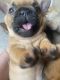 French Bulldog Puppies for sale in Grand Rapids, MI, USA. price: $4,000