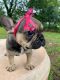 French Bulldog Puppies for sale in Haines City, FL, USA. price: $3,500