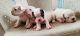 French Bulldog Puppies for sale in Meerut, Uttar Pradesh, India. price: 25000 INR
