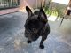 French Bulldog Puppies for sale in Huntington Park, CA, USA. price: $900
