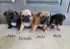French Bulldog Puppies for sale in Salem, UT, USA. price: $290,000