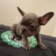French Bulldog Puppies for sale in Philadelphia, PA 19154, USA. price: $1,000